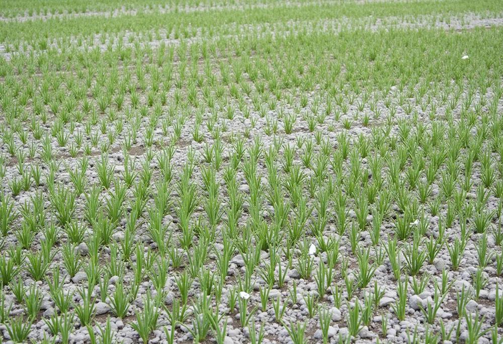 Ash field