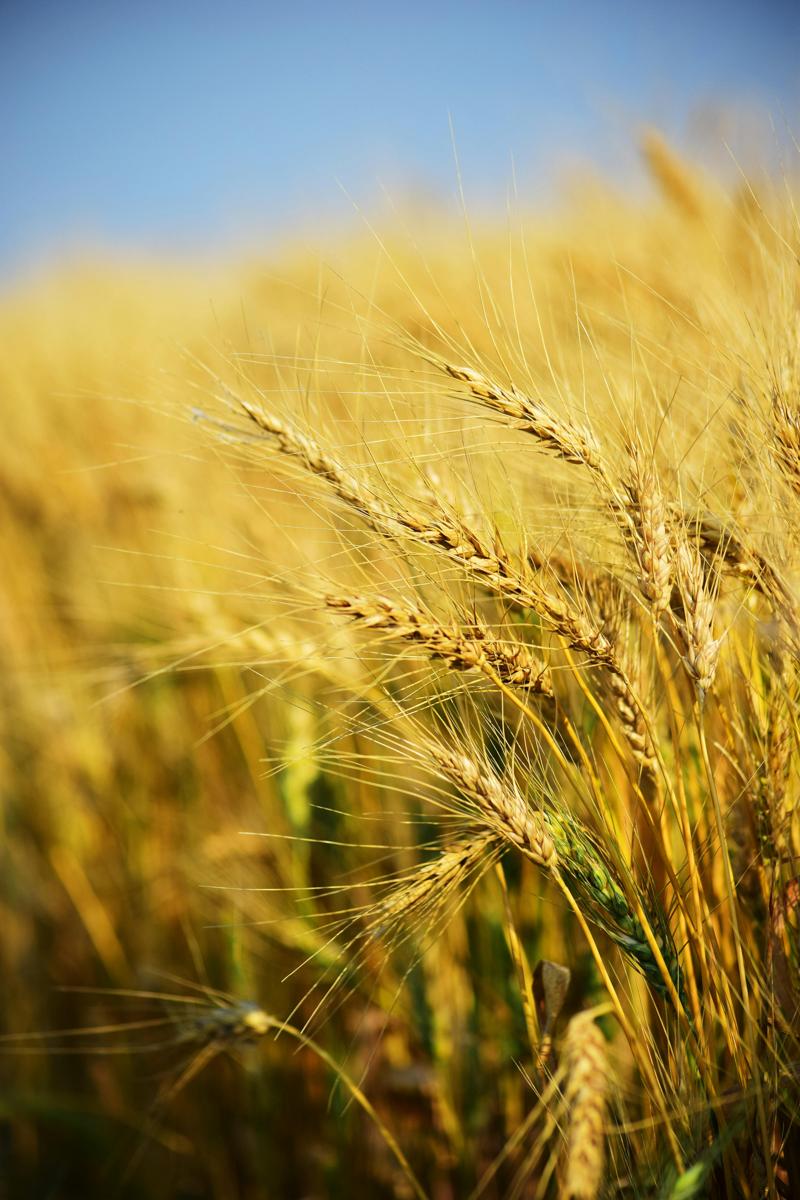 Biomass crops