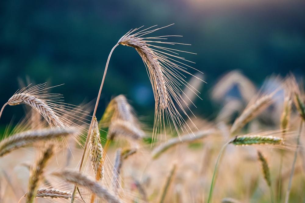 Biomass crops