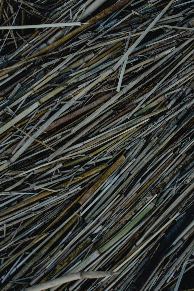Biomass field-1af90778e8ca47d29a6e77a4cc6d4716.jpg Biomass field