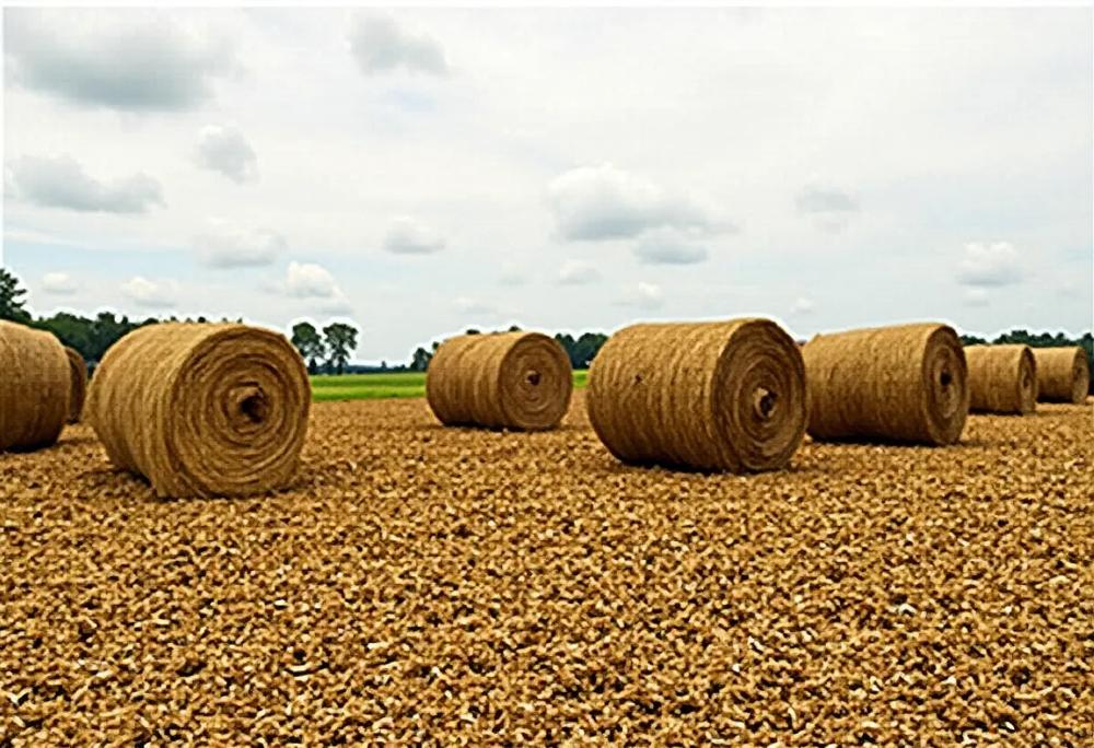 Biomass field-1af90778e8ca47d29a6e77a4cc6d4716.jpg Biomass field