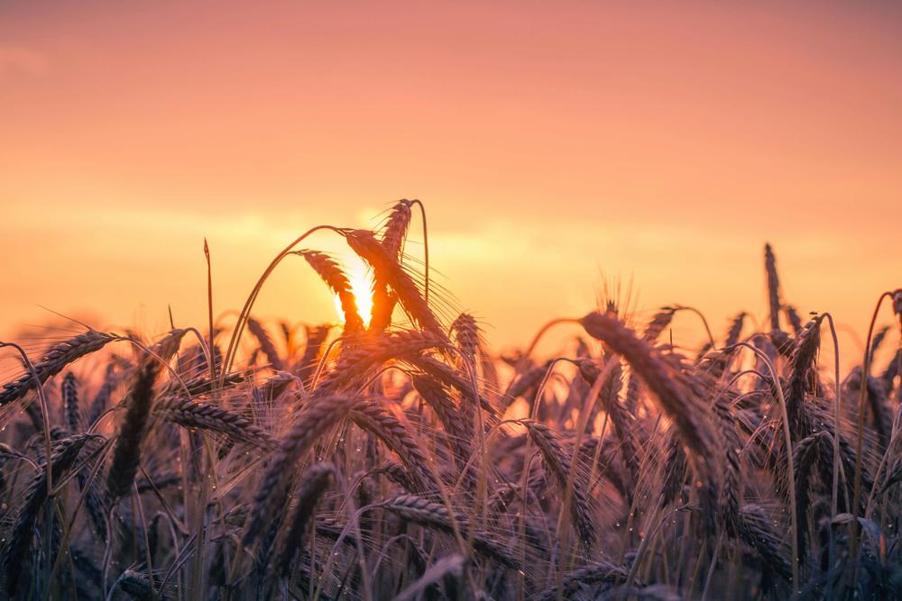 straw furnace