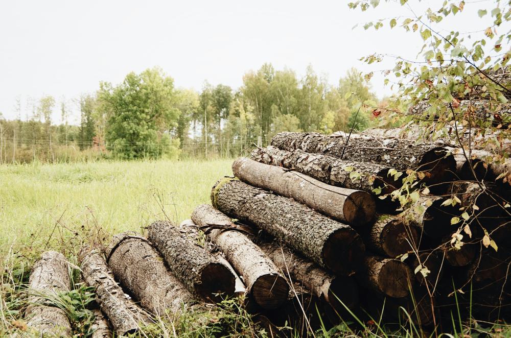 sustainable forestry