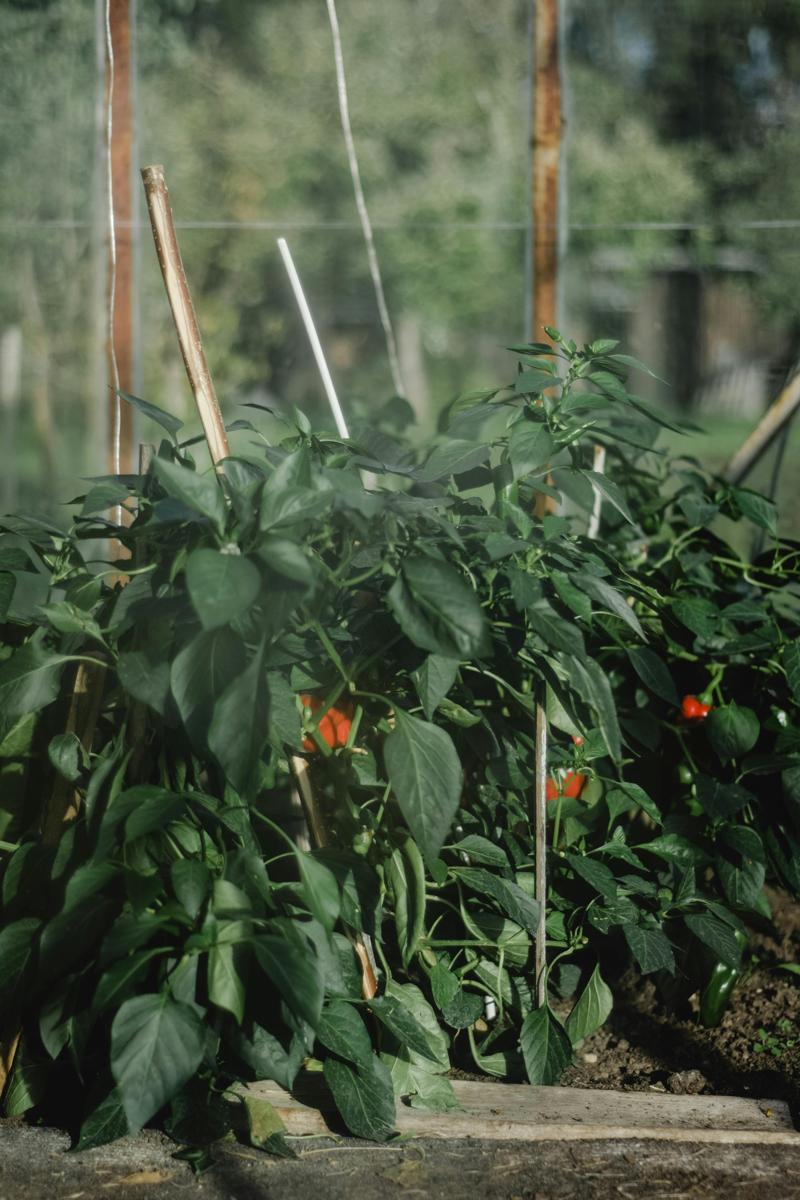 vegetable garden-f530dfa9175e4783bc9d879839ea9b8c.jpg vegetable garden
